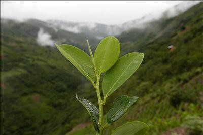 Congresista fujimorista: 'Suspensión de erradicación de hoja de coca preocupa'