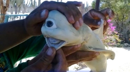 Nace tiburón con un solo ojo en Estados Unidos (Video)