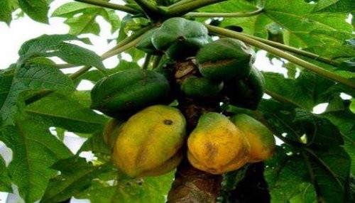 Estados Unidos permitirá la importación de papayas frescas provenientes del Perú