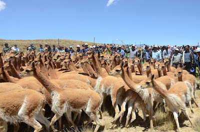 [Huancavelica] Hoy realizan Chaccu en el Apu Huamanrrazu