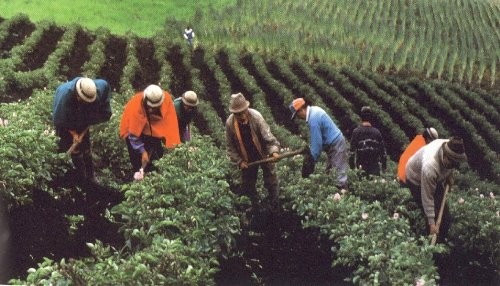 INDECOPI capacita a agricultores de café de la zona del VRAEM sobre el uso de marcas