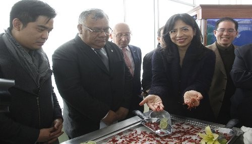 Camaroncito rojo es la nueva pesquería que impulsará Imarpe en el mar peruano