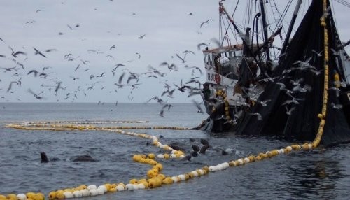 En la zona Norte-Centro se iniciará la Segunda Temporada de pesca industrial del recurso anchoveta