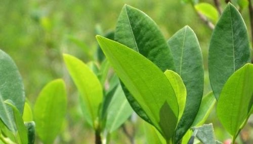 La sagrada hoja de coca