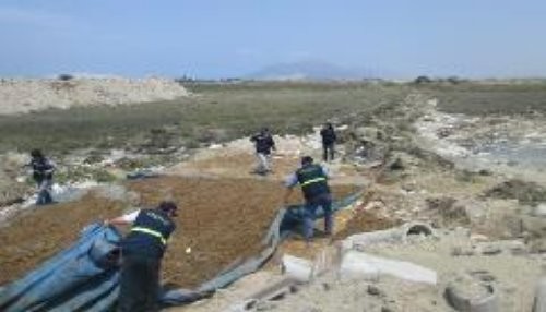 Ciento ochenta toneladas de anchoveta eran secadas ilegalmente en Chimbote y Virú