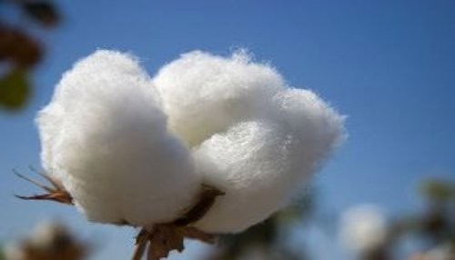 Presentan plan de competitividad del algodón de Piura para la campaña 2013 - 2014