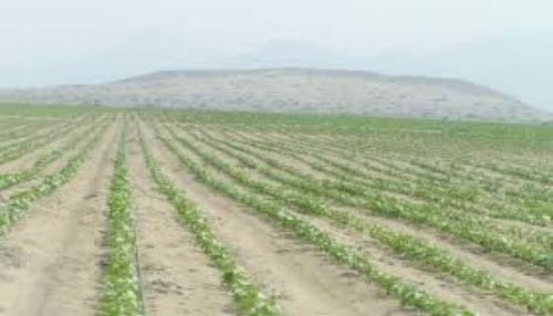 Se ampliará frontera agrícola en Arequipa y Moquegua hasta 10 mil nuevas hectáreas para agroexportación