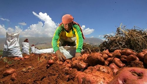 Producción agropecuaria aumenta por cuarto mes consecutivo