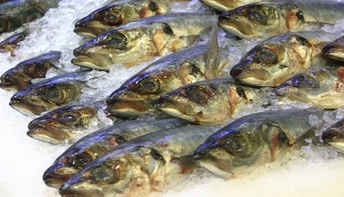 PRODUCE establece la disponibilidad de jurel y caballa para la pesca industrial y artesanal en 2014