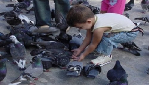 Proliferación de palomas pone en riesgo salud de las personas