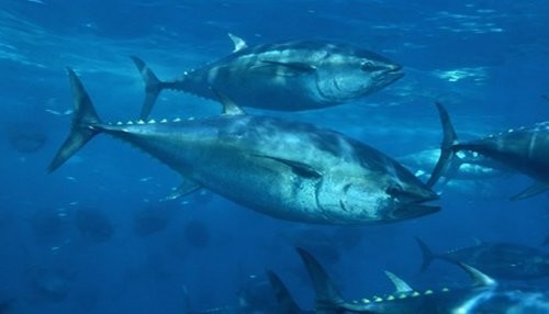 Bases del Tercer Concurso Público de acceso a la cuota de atún tropical en el mar peruano se encuentran disponibles Bases del Tercer Concurso Público de acceso a la cuota de atún tropical en el mar peruano se encuentran disponibles