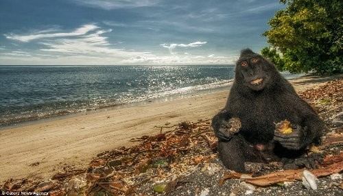 Familia de monos posa sonriendo para un fotógrafo asombrado [FOTOS]