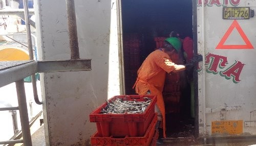 Incautan en Paita 10 mil kilos de anchoveta que iban a ser destinados a la elaboración ilegal de harina