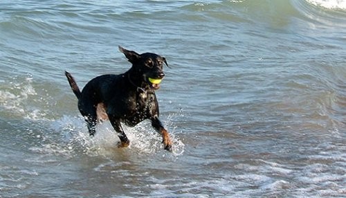 Mascotas están prohibidas en playas o piscinas públicas