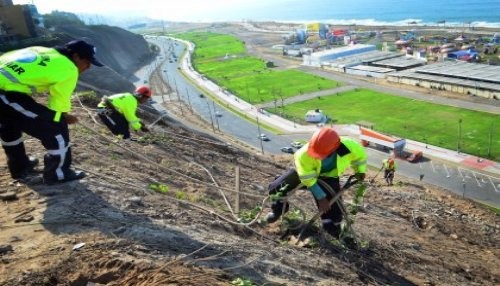 Municipalidad de Magdalena inició reforestación de 10 mil m² de acantilados de su jurisdicción