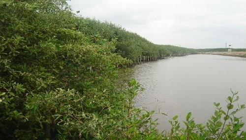 32 familias de la zona del manglar El Bendito de Tumbes son beneficiadas con proyecto de Cáritas del Perú.