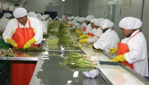 Exportaciones Agrarias sumaron US$ 4,427 millones en el 2013