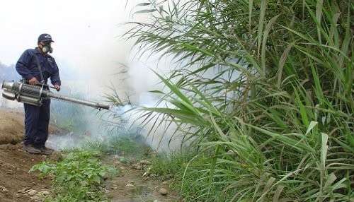 Fumigarán 99,000 viviendas de Iquitos por incremento de casos de dengue