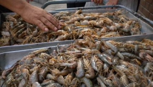 En diferentes operativos inspectores de Produce decomisaron camarón de río, caballa y pulpo