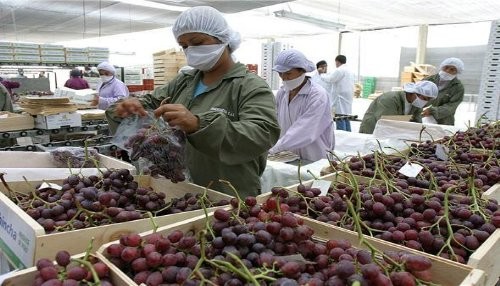 Producción de uva se incrementó significativamente en Piura