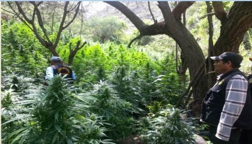 Policía Nacional ubica y destruye 3.200 platones de marihuana en provincia de Oyón