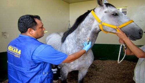 SENASA garantiza sanidad de caballos que competirán en la XXX del Gran Premio Latinoamericano 2014