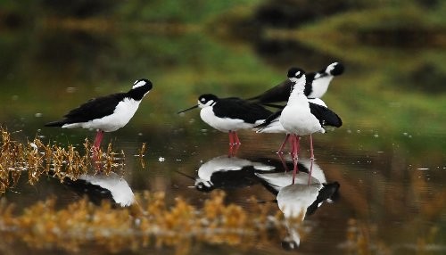 SERNANP y Prohvilla organizan primer Big Day Birding