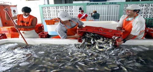 Produce supervisa plantas de Consumo Humano Directo