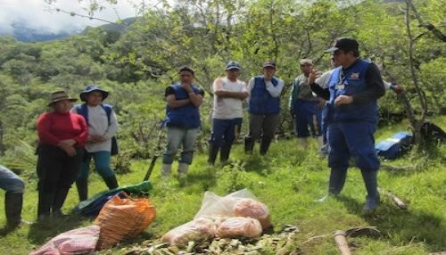 Agricultores de Andamarca en Junín exportan paltas a Europa