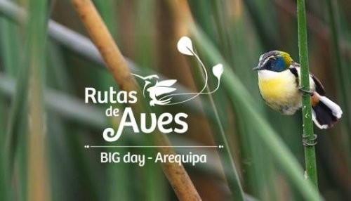 Jóvenes de Piura, Cusco, Lima y Oxapampa participarán en el Big Day Arequipa