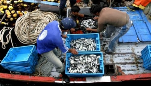 Sector Pesca se incrementó en 18,16%