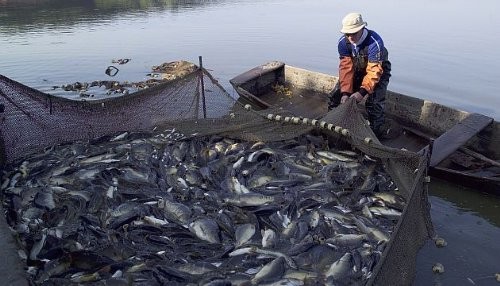 Produce decomisó 3 940 kilos de caballa y 1 200 kilos de macroalgas