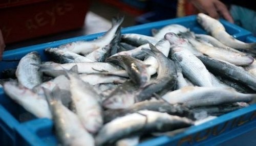 Donaron 14 toneladas de pescado a población de Piura, Lambayeque, La Libertad, Lima y el Callao