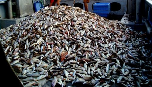 El impacto de la sobrepesca