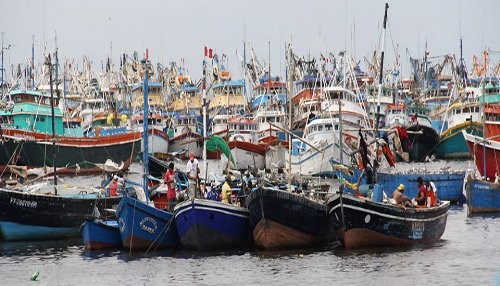 Suspenden extracción de anchoveta en zona del litoral de Ica