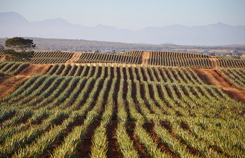 El Aloe Vera Barbadensis Miller, una sábila verdadera