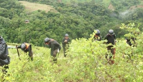 Treinta mil hectáreas ilegales de coca se erradicarán en el 2014