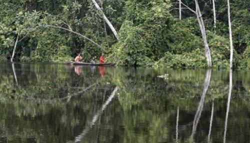 Implementarán medidas para impulsar sector forestal y de fauna silvestre