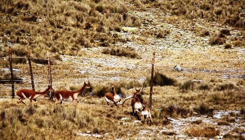 Primer Chaccu en la Reserva Paisajística Nor Yauyos Cochas