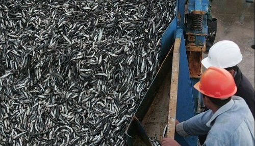 Incautan 2,630 toneladas de anchoveta juvenil en 64 embarcaciones industriales