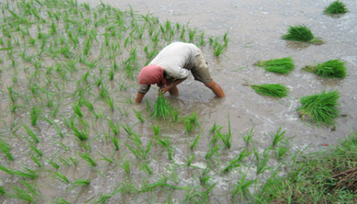 MINAGRI oficializa miembros del Consejo Nacional de Arroz