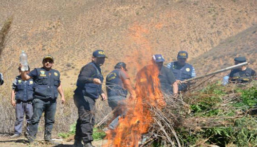 Policía Nacional halló e incineró más de 3 mil plantones de marihuana