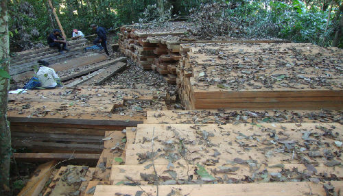 En operativo conjunto, guardaparques del SERNANP recuperan 23 mil pies tablares de madera talada ilegalmente