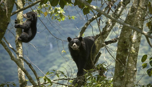 Alianza para la conservación del oso andino en Machupicchu y Área de Conservación Regional Choquequirao