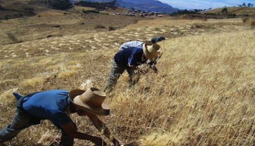 Producción agropecuaria creció 1,6% en el mes de julio de este año