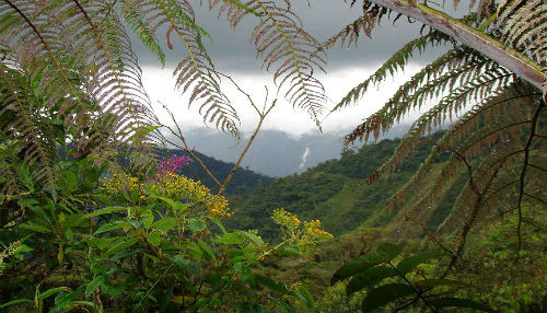 Bosque de Protección Alto Mayo renueva imagen
