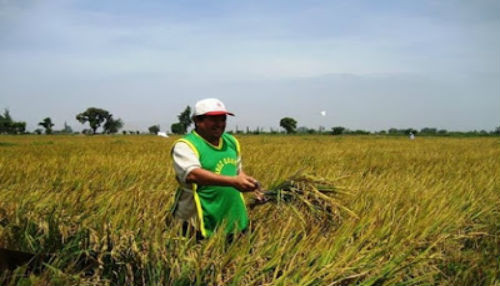 Producción de arroz cáscara aumentó en 11,9%