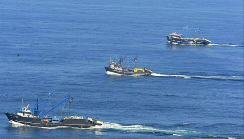 Vedas preventivas evitaron la captura de 25 mil toneladas de anchoveta juvenil