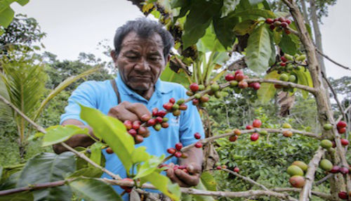 Gobierno declara la emergencia en once regiones por la plaga de la roya amarilla que ataca los cafetales