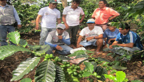 MINAGRI inicia en regiones plan de acción rápida contra la roya amarilla del cafeto